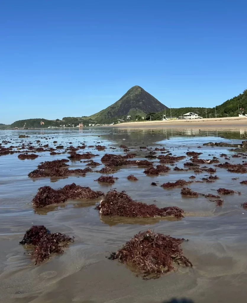 Piuma ES - cidade das conchas - algas bio
